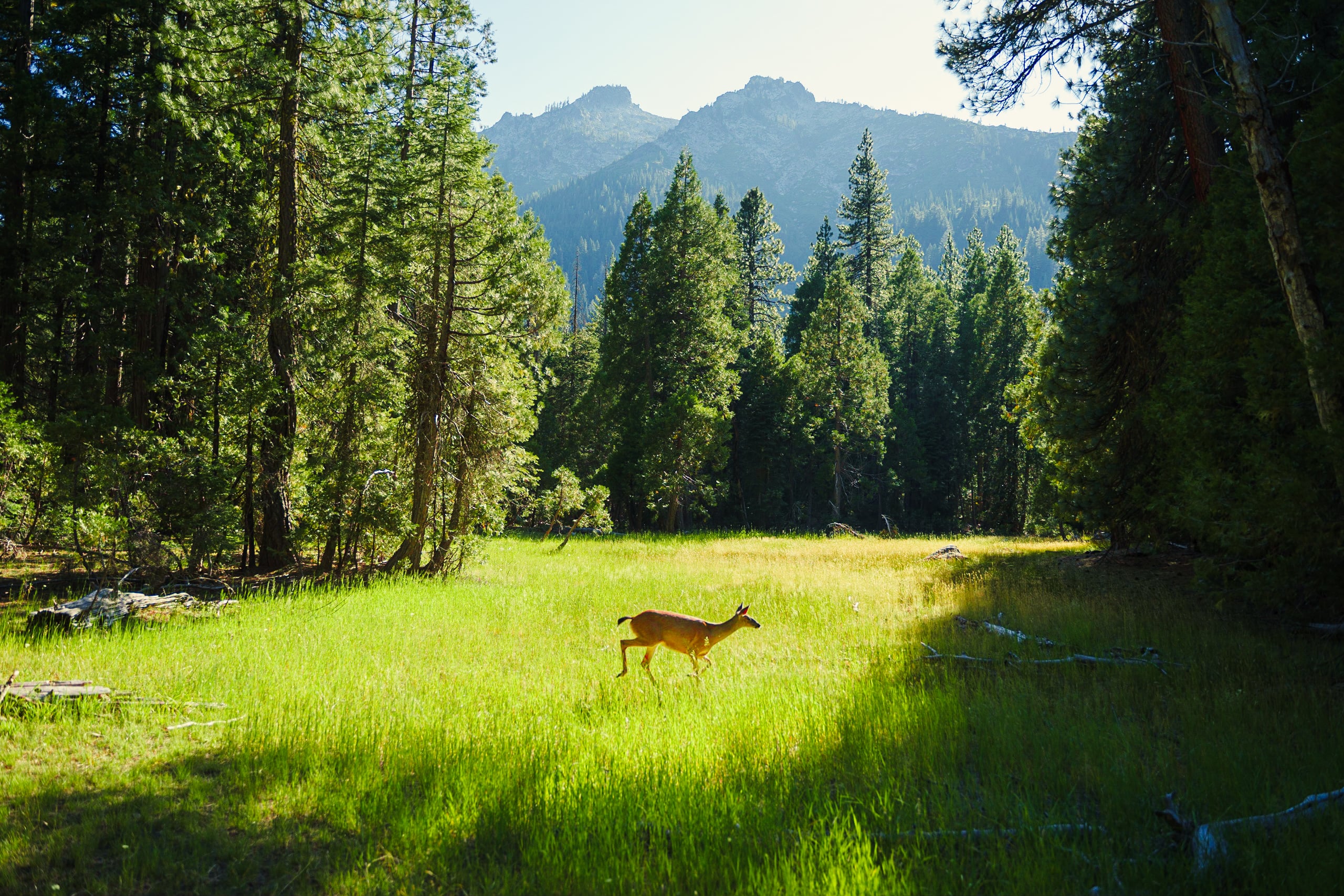 Wildlife deer crossing moment